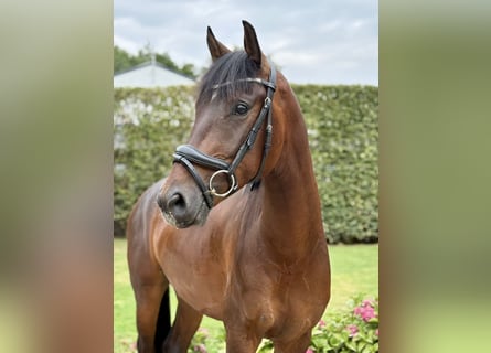 KWPN, Wallach, 3 Jahre, 160 cm, Brauner