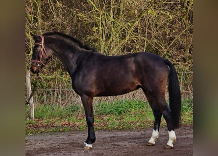 KWPN, Wallach, 3 Jahre, 160 cm, Rappe