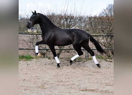 KWPN, Wallach, 3 Jahre, 163 cm, Rappe
