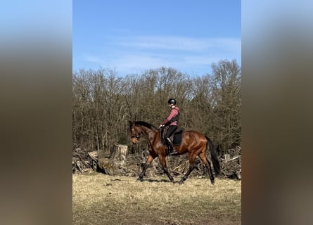 KWPN, Wallach, 3 Jahre, 164 cm, Brauner