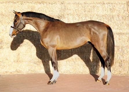 KWPN, Wallach, 3 Jahre, 165 cm, Brauner