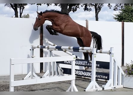 KWPN, Wallach, 3 Jahre, 165 cm, Brauner
