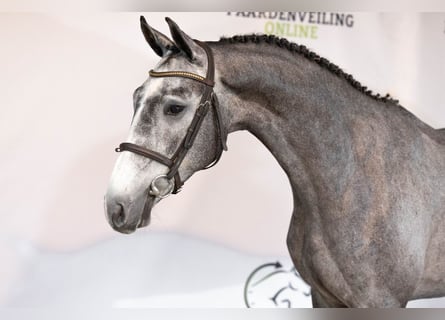 KWPN, Wallach, 3 Jahre, 165 cm, Schimmel