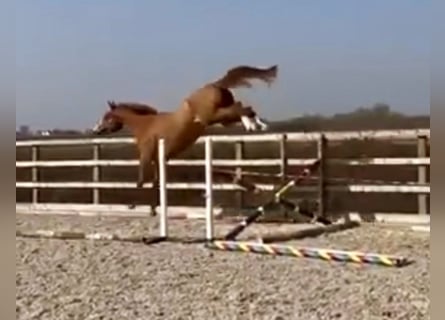 KWPN, Wallach, 3 Jahre, 166 cm, Dunkelfuchs