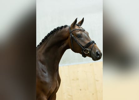 KWPN, Wallach, 3 Jahre, 167 cm, Brauner