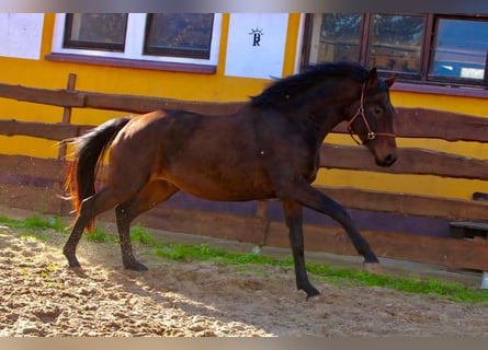 KWPN, Wallach, 3 Jahre, 167 cm, Brauner
