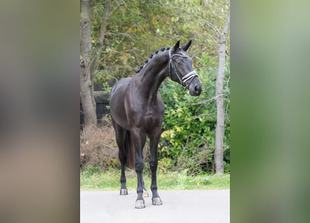 KWPN, Wallach, 3 Jahre, 167 cm, Rappe