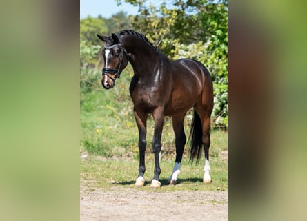 KWPN, Wallach, 3 Jahre, 168 cm, Brauner