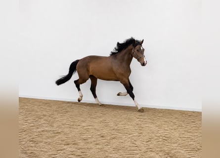 KWPN, Wallach, 3 Jahre, 168 cm, Brauner