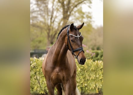 KWPN, Wallach, 3 Jahre, 168 cm, Dunkelbrauner