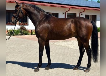 KWPN, Wallach, 3 Jahre, 168 cm, Dunkelbrauner