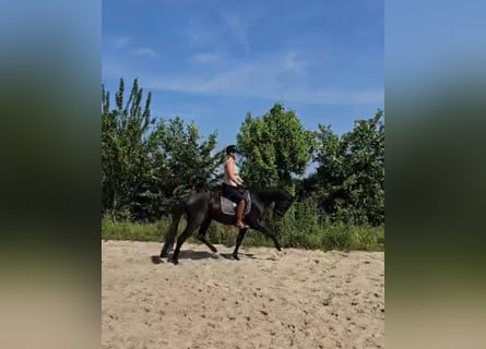 KWPN, Wallach, 3 Jahre, 168 cm, Rappe