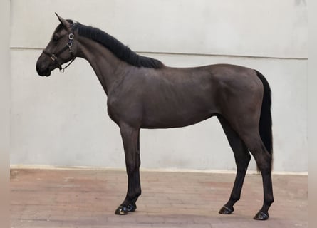 KWPN, Wallach, 3 Jahre, 168 cm, Rappe