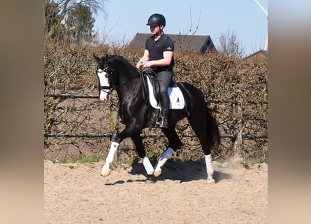 KWPN, Wallach, 3 Jahre, 168 cm, Rappe