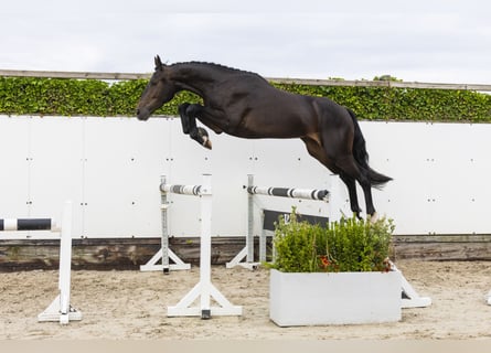 KWPN, Wallach, 3 Jahre, 168 cm, Schwarzbrauner