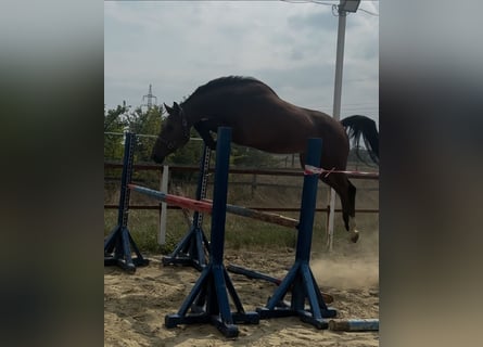KWPN, Wallach, 3 Jahre, 169 cm, Brauner