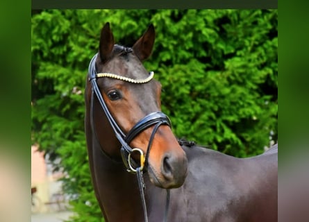 KWPN, Wallach, 3 Jahre, 170 cm, Brauner