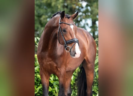 KWPN, Wallach, 3 Jahre, 170 cm, Brauner