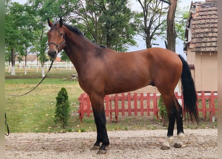 KWPN, Wallach, 3 Jahre, 170 cm, Brauner