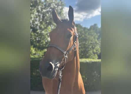KWPN, Wallach, 3 Jahre, 170 cm, Brauner