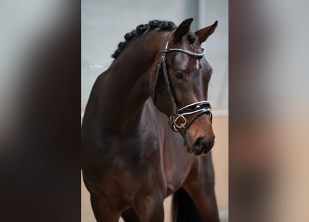 KWPN, Wallach, 3 Jahre, 170 cm, Dunkelbrauner
