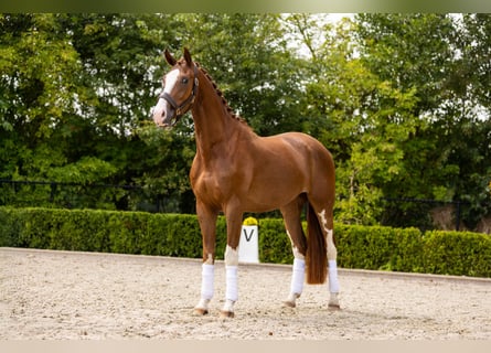 KWPN, Wallach, 3 Jahre, 170 cm, Dunkelfuchs