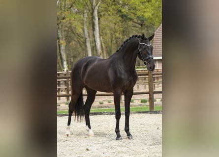 KWPN, Wallach, 3 Jahre, 170 cm, Rappe
