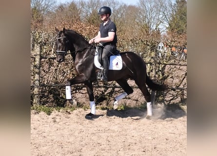 KWPN, Wallach, 3 Jahre, 170 cm, Rappe