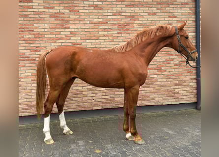 KWPN, Wallach, 3 Jahre, 171 cm, Fuchs