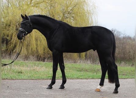 KWPN, Wallach, 3 Jahre, 171 cm, Rappe