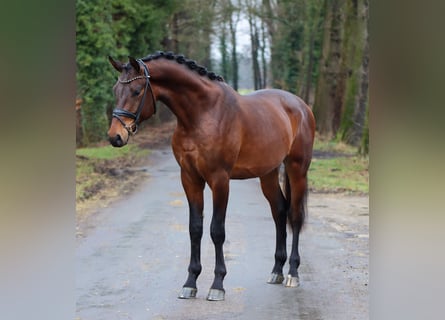 KWPN, Wallach, 3 Jahre, 172 cm, Brauner