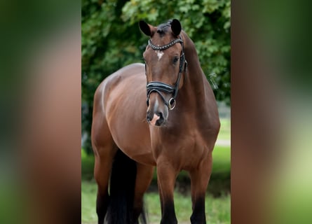 KWPN, Wallach, 3 Jahre, 172 cm, Brauner