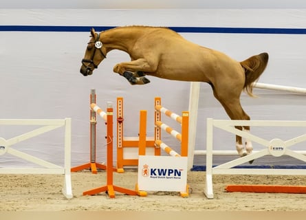 KWPN, Wallach, 3 Jahre, 172 cm, Fuchs