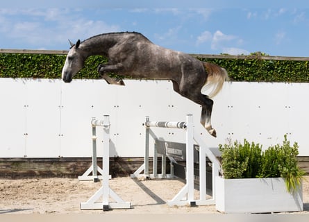KWPN, Wallach, 3 Jahre, 172 cm, Schimmel