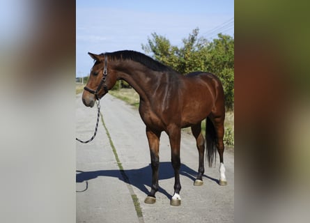 KWPN, Wallach, 3 Jahre, 174 cm, Brauner
