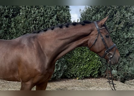 KWPN, Wallach, 3 Jahre, 178 cm, Brauner