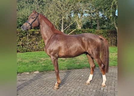 KWPN, Wallach, 3 Jahre, 178 cm, Dunkelfuchs