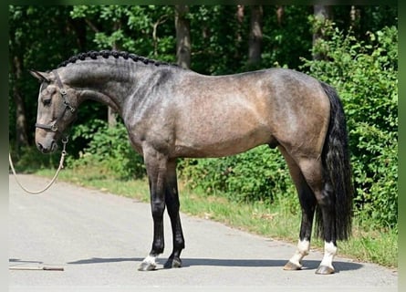 KWPN, Wallach, 3 Jahre
