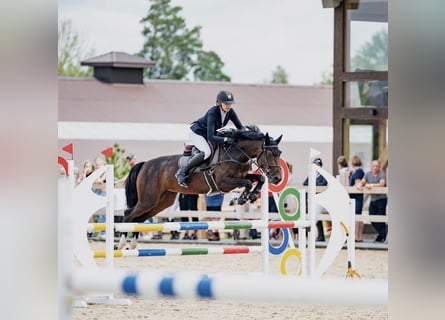 KWPN, Wallach, 4 Jahre, 160 cm, Dunkelbrauner