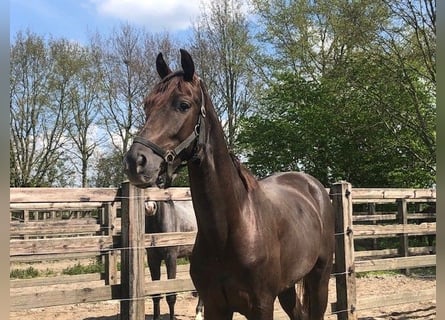 KWPN, Wallach, 4 Jahre, 160 cm, Dunkelfuchs