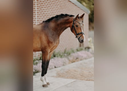 KWPN, Wallach, 4 Jahre, 162 cm, Brauner