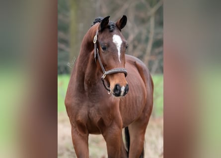 KWPN, Wallach, 4 Jahre, 162 cm, Dunkelbrauner