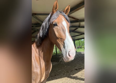 KWPN, Wallach, 4 Jahre, 162 cm, Dunkelfuchs