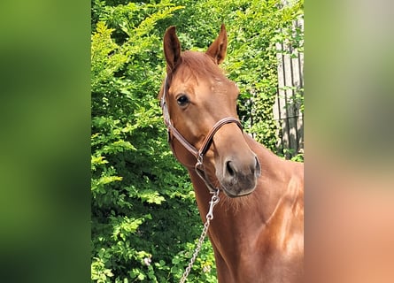 KWPN, Wallach, 4 Jahre, 162 cm, Fuchs