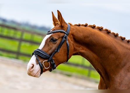 KWPN, Wallach, 4 Jahre, 162 cm, Rotbrauner