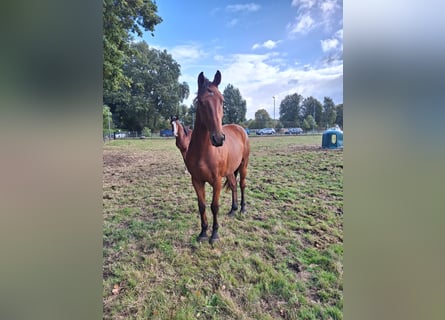 KWPN, Wallach, 4 Jahre, 162 cm