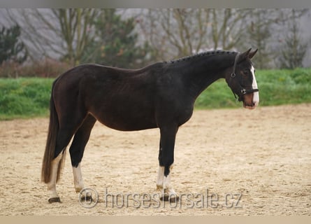 KWPN, Wallach, 4 Jahre, 163 cm, Brauner