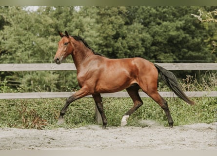 KWPN, Wallach, 4 Jahre, 164 cm, Brauner