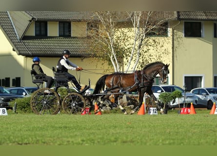 KWPN, Wallach, 4 Jahre, 164 cm, Brauner