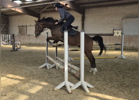 KWPN, Wallach, 4 Jahre, 165 cm, Brauner